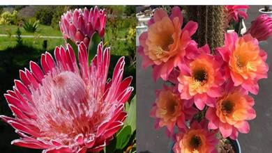 7種「霸氣花」，花朵比臉盤大，堪稱神秘巨物，很少有人見過它們