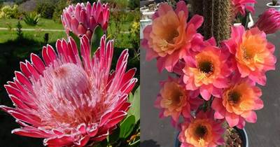 7種「霸氣花」，花朵比臉盤大，堪稱神秘巨物，很少有人見過它們