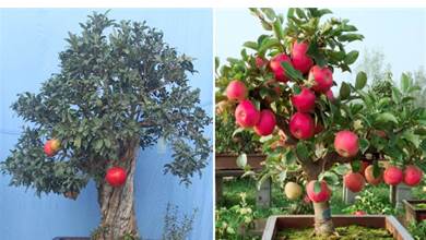 這3種果樹養家里，寓意極好顏值高，能賞花能結果，家人都喜歡