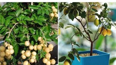 這「3種」最漂亮的水果盆栽，僅用「1粒核」，就能養出「一整盆」
