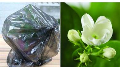 塑料袋用來養花，新葉蹭蹭長，根壯葉肥綠，啥花都能養爆盆