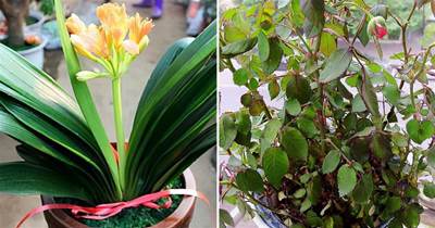 這5種花卉生長「慢吞吞」，1月澆一斤醋，看見爆長，一天一個樣