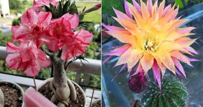 最怕積水的4種「開花之王」，懶人養護開花多，學會了四季有花賞