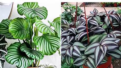 只會養綠蘿？這4種「螺旋」觀葉植物，葉比手掌大，紋路超漂亮