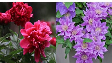 有院子一定要養的5種花，花大花多花色豐富，大氣好養又漂亮