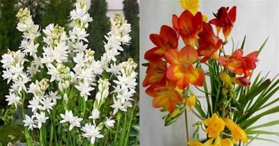8月適合種什麼花？四種堪比「香水」的植物，開花比香水好聞
