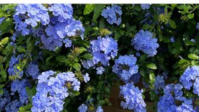 藍雪花夏季可以多次開花，記住「3個大」，就能快速復花，開出冰藍色瀑布