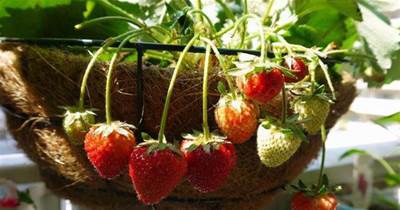 陽台也能種草莓，掌握「一技巧」，不徒長不發黃，秋后長滿小紅果
