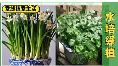 7種可以「水培」的花卉，比土養花簡單又好養，放在家里空氣清新彰顯大氣