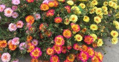 太陽花開花越來越少，這4件事趕緊做，讓它開花滿盆，花型美花色艷