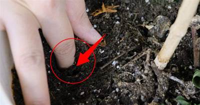 土壤板結怎麼辦？學會5個小方法，松軟透氣養分足