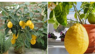 家里養盆檸檬樹，四季都結果，滿屋子香味，開花勝過香水