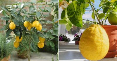 家里養盆檸檬樹，四季都結果，滿屋子香味，開花勝過香水