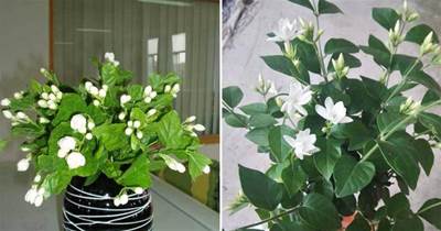 3種盆栽自帶香味，家里養1盆，好養愛開花，比香水管用