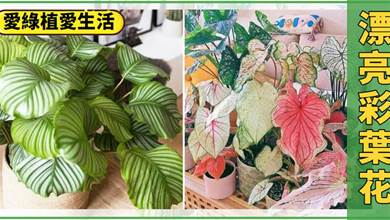 7種「葉子花」，葉比花美，清新別致又浪漫，家里養一盆，美成一幅畫