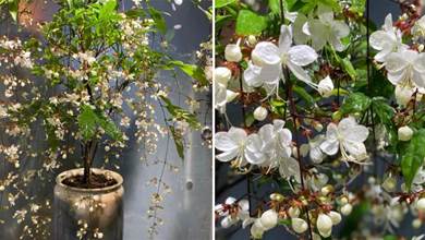 網紅盆栽「垂絲茉莉」—花如群蝶飛舞，香氣四溢怡人，三季有花開