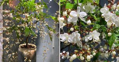 網紅盆栽「垂絲茉莉」—花如群蝶飛舞，香氣四溢怡人，三季有花開