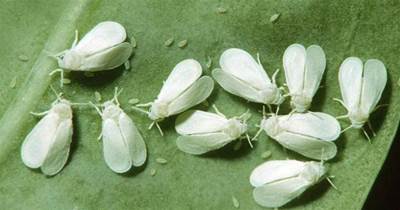 菜苗花卉易生蚜蟲，不用農藥，老花農親授5種方法，讓蚜蟲快速死翹翹