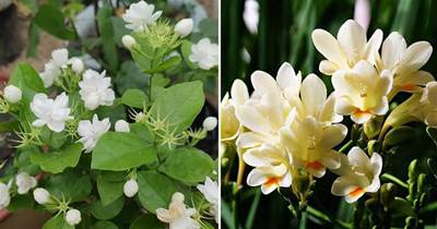 3種「香水花」，又美又好養，陽台種幾盆，香味飄滿屋，年年都能爆崽