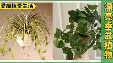 適合室內養殖的「垂盆綠植」，葉比花美，低光照小房間也能養很好，喜歡可別錯過