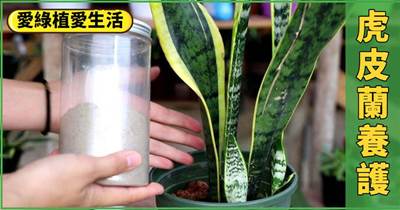 養虎皮蘭，要用「懶辦法」，根不爛，肥不缺，冒出一圈小側芽