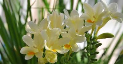 蘭花中的「香味之王」，年底開花一串串，滿屋飄香