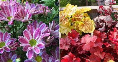 秋天想讓院子「美如畫」，種上這4種花，顏色別致顏值高