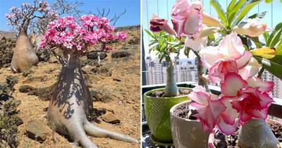 超耐旱的沙漠玫瑰，「大肚子」能吸水，一個月不澆水照樣活，天熱狂開花