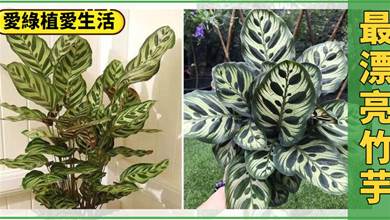 竹芋界最驚艷的品種，葉紋精致獨特，株型漂亮緊湊，養在家里光彩奪目