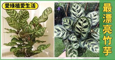 竹芋界最驚艷的品種，葉紋精致獨特，株型漂亮緊湊，養在家里光彩奪目