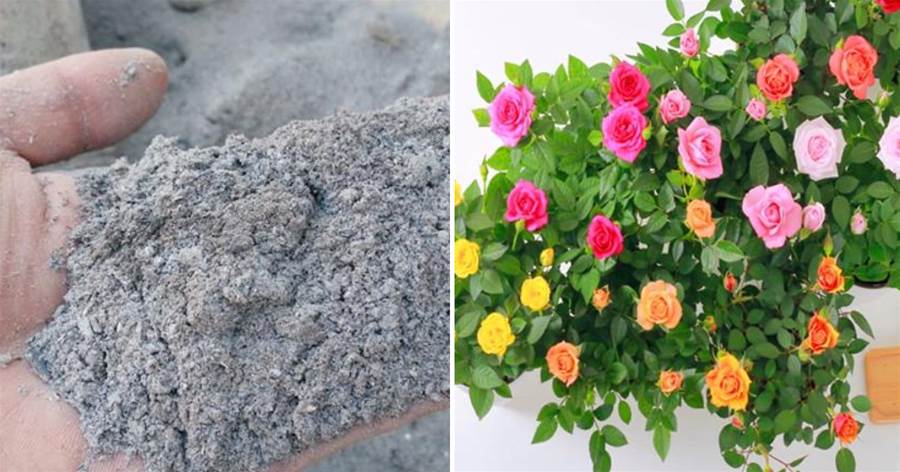 花盆中放點草木灰，保你根肥、葉茂、花飽滿，還能遠離病蟲害！