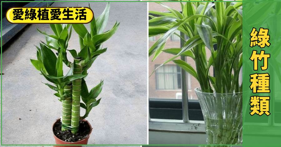 一般養在家里的「竹」，種類有這幾種，都寓意很好，看你養對沒？
