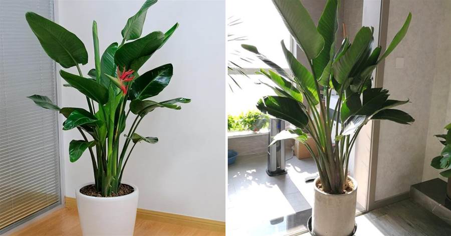 客廳里養這6種植物，不僅能凈化空氣，還能釋放氧氣，凈化環境