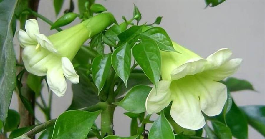 4種常見的觀葉植物，能開花寓意「好事講究」，遇到別錯過