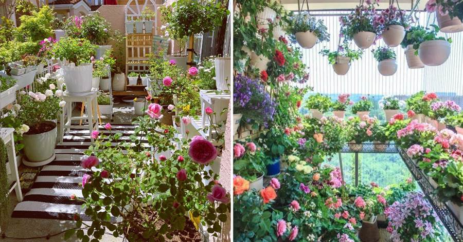 63歲阿姨「養花王」，8平米小陽台，開成「百花園」，宛若仙境來