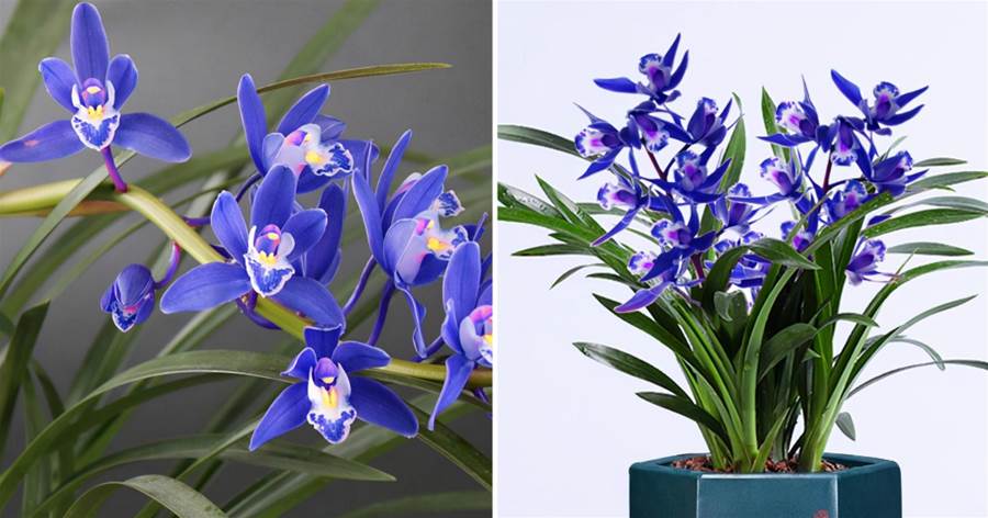 這款「藍色」蘭花，突然就火了，被譽為「活香水」，很多人沒見過