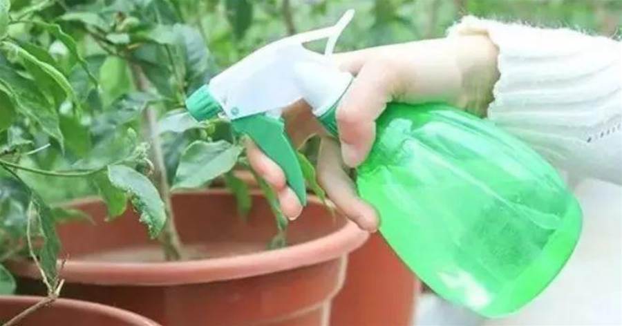 給花噴點「它」，作用可真大，抵過兩瓶殺蟲劑，葉子油綠花開爆！
