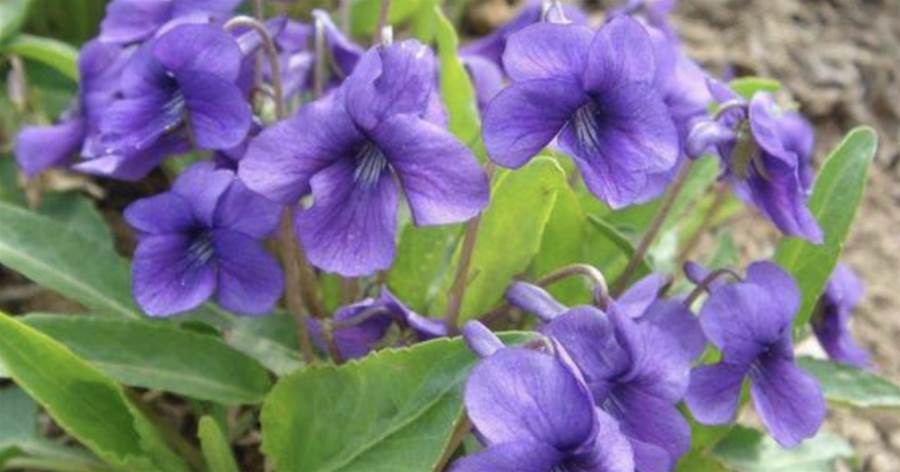 1種珍貴的「紫地丁」，在田地里被拔除，殊不知可惜，如今值錢了