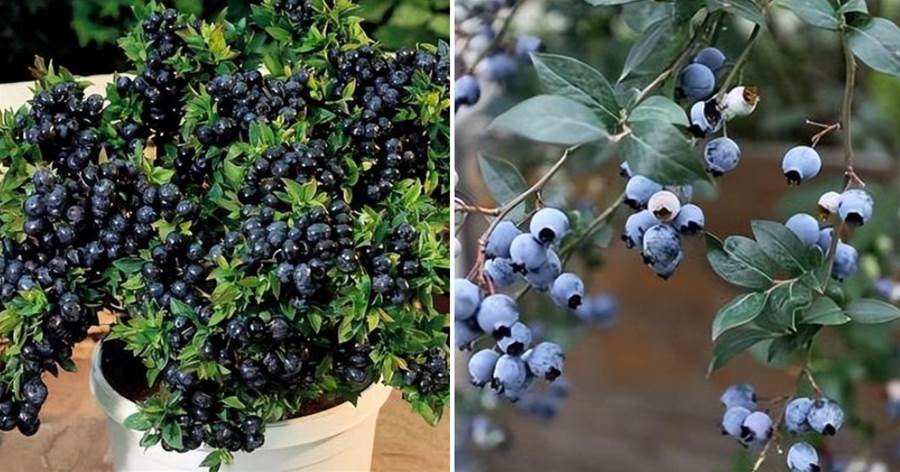 陽台上養棵水果吧，好看還好吃，選一盆小藍莓，營養價值豐富