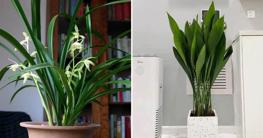 室內光照不足，養5種「耐陰花」，照樣生長，油綠旺盛，空氣清新