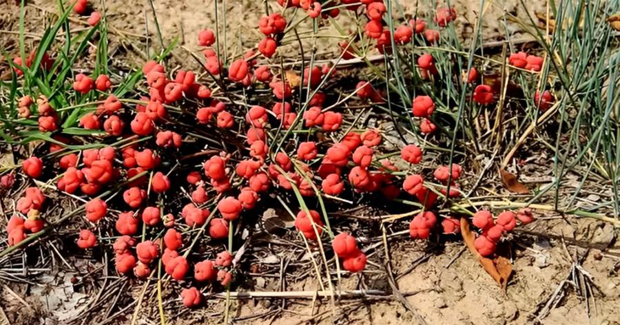 農村有1種雜草能掛果，遠看像「蛇莓」，如今是稀罕物，珍貴