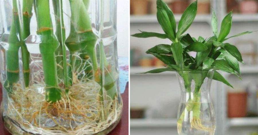 水培植物容易長「青苔」，4個方法巧避免，水體干凈，露出大白根