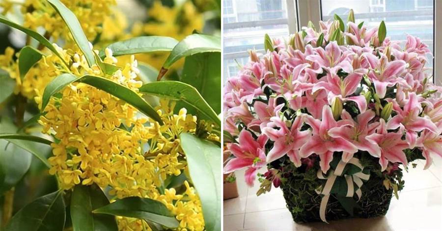 放在室內散發香氣的11種植物，家里擺放幾盆，令人心曠神怡