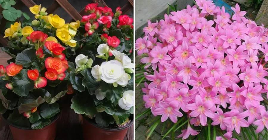 6種美麗花，適合懶人養，給點陽光就燦爛，養在家里富貴大氣