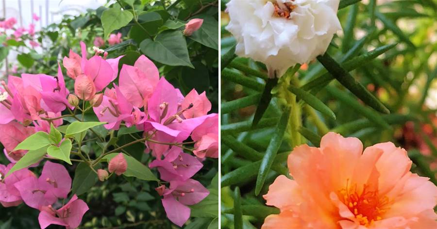 這3種花，長大就能成「老樁」，光照越強開花越旺，還十分耐旱！