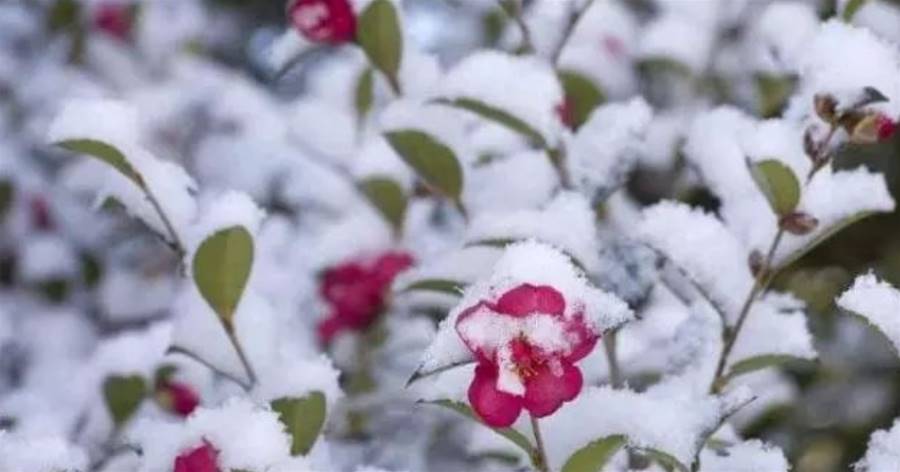 大雪，這3種花不怕冷，零下5度「凍不死」，越冷花越開得多