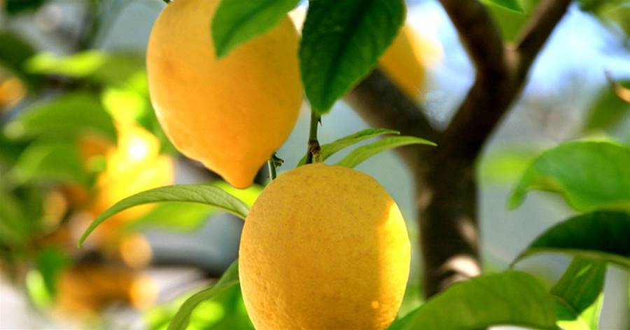 每年都碩果累累的檸檬果樹，長勢好多虧冬季的幾個操作，家里有的不能忽略