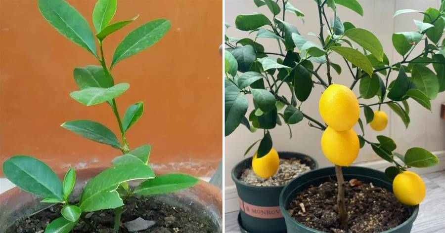 想吃檸檬自己種，3個簡單小技巧，不停開花，果子金燦燦掛滿枝