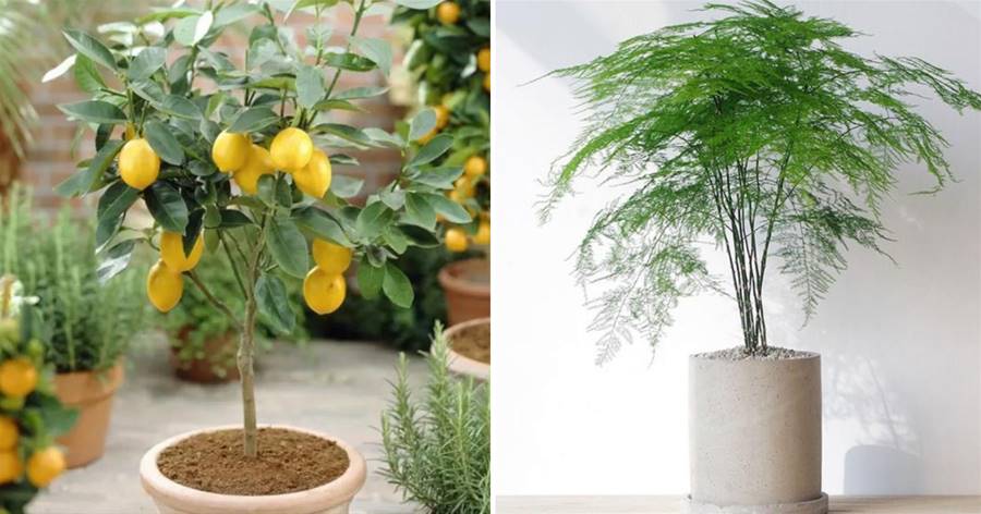 3種植物能「殺菌」，家里養一盆，空氣清新又健康