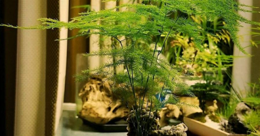 文竹不是竹，卻有竹的氣節，室內盆栽多注意3點，長得枝葉繁茂